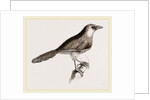 Chestnut-capped Timalia by Anonymous