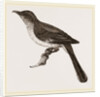 Mocking-Bird by Anonymous