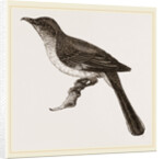 Mocking-Bird by Anonymous