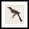 Mocking-Bird by Anonymous