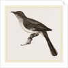 Mocking-Bird by Anonymous