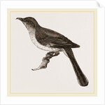 Mocking-Bird by Anonymous
