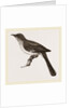 Mocking-Bird by Anonymous