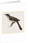 Mocking-Bird by Anonymous
