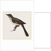 Mocking-Bird by Anonymous