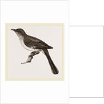 Mocking-Bird by Anonymous