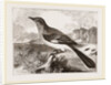 Mocking Bird by Anonymous