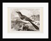 Mocking Bird by Anonymous