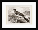 Mocking Bird by Anonymous