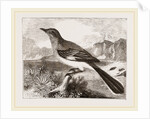 Mocking Bird by Anonymous