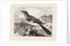 Mocking Bird by Anonymous