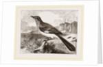 Mocking Bird by Anonymous