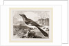 Mocking Bird by Anonymous