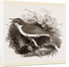 Mocking-Bird by Anonymous