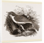Mocking-Bird by Anonymous