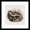 Mocking-Bird by Anonymous