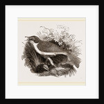 Mocking-Bird by Anonymous