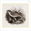 Mocking-Bird by Anonymous