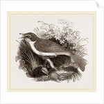 Mocking-Bird by Anonymous