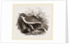 Mocking-Bird by Anonymous