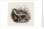 Mocking-Bird by Anonymous