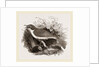Mocking-Bird by Anonymous
