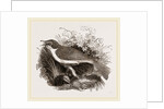 Mocking-Bird by Anonymous