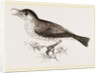 Wood-Thrush by Anonymous
