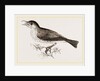 Wood-Thrush by Anonymous