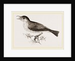 Wood-Thrush by Anonymous