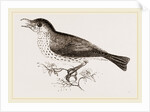 Wood-Thrush by Anonymous