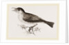 Wood-Thrush by Anonymous