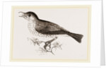 Wood-Thrush by Anonymous