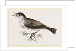 Wood-Thrush by Anonymous