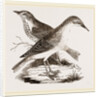 Hermit-Thrush by Anonymous