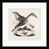 Hermit-Thrush by Anonymous