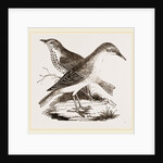 Hermit-Thrush by Anonymous