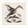 Hermit-Thrush by Anonymous