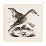 Hermit-Thrush by Anonymous