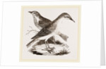 Hermit-Thrush by Anonymous