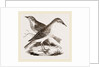 Hermit-Thrush by Anonymous