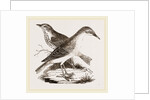 Hermit-Thrush by Anonymous