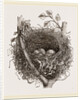 Nest of Mistle Thrush by Anonymous