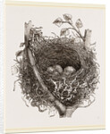 Nest of Mistle Thrush by Anonymous