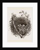 Nest of Mistle Thrush by Anonymous