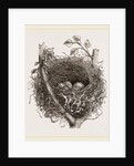 Nest of Mistle Thrush by Anonymous