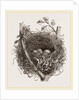 Nest of Mistle Thrush by Anonymous