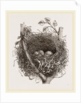 Nest of Mistle Thrush by Anonymous