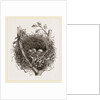 Nest of Mistle Thrush by Anonymous