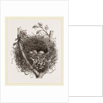 Nest of Mistle Thrush by Anonymous